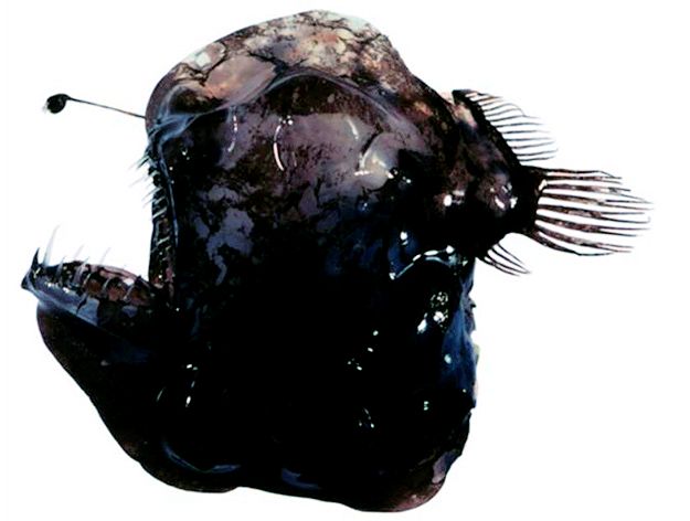 Melanocetus johnsoni_aust.jpg